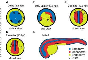 Fig. 2. Germ cell migration in Drosophila. The behavior of PGCs can be divided into four stages based on the position and morphology of PGCs (Warrior,1994) and the analysis of mutations affecting PGC position (Moore et al., 1998)