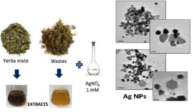 Figure 2. Synthesis of AgNPs using extracts from yerba mate (Reprinted with permission from Arreche, R