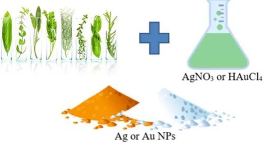 Figure 3. Synthesis of silver and gold nanoparticles using plant extracts. 