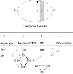 Fig. 1. Schematic representation of Drosophila eye development.
