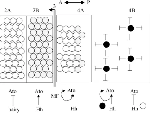 Fig. 3. Specification of the R8 founder cell in the Drosophila retina.