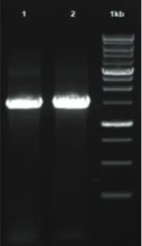 Fig. 3: Neighbor-joining tree of LAB Sui Wu’u showing phylogenetic relationship by MEGA 10