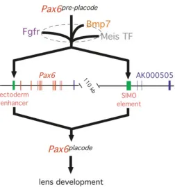 Fig. 2. Inductive signals regulate Pax6 expression in presumptive