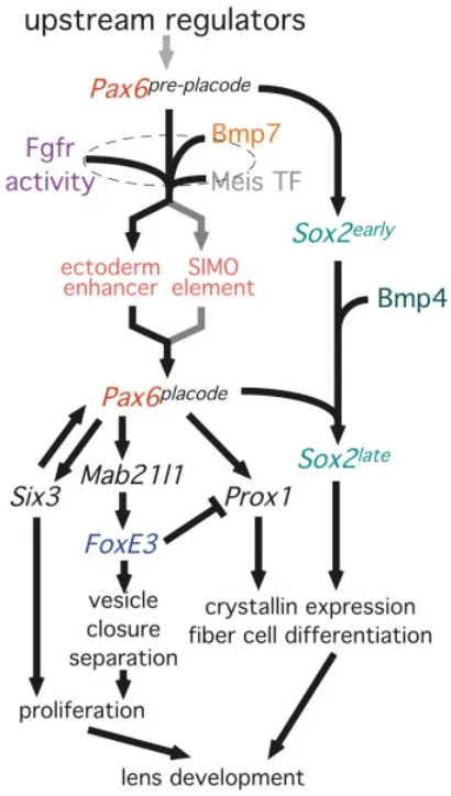 Fig. 3. An expanded model for the genetic pathways regulating lensof Mab21l1 expression in Pax6stages of lens development