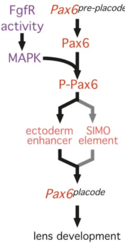 Fig. 4. Is Pax6 phosphorylation a step in lens induction?