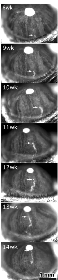 Fig. 4. Cell migration in the cornea. Time lapse sequenceepithelial cells in a mosaic Tg(GFPU)5Nagy transgenic mouse between 8cell movement of a brightly fluorescent GFP-positive patch of cornealand 14 weeks