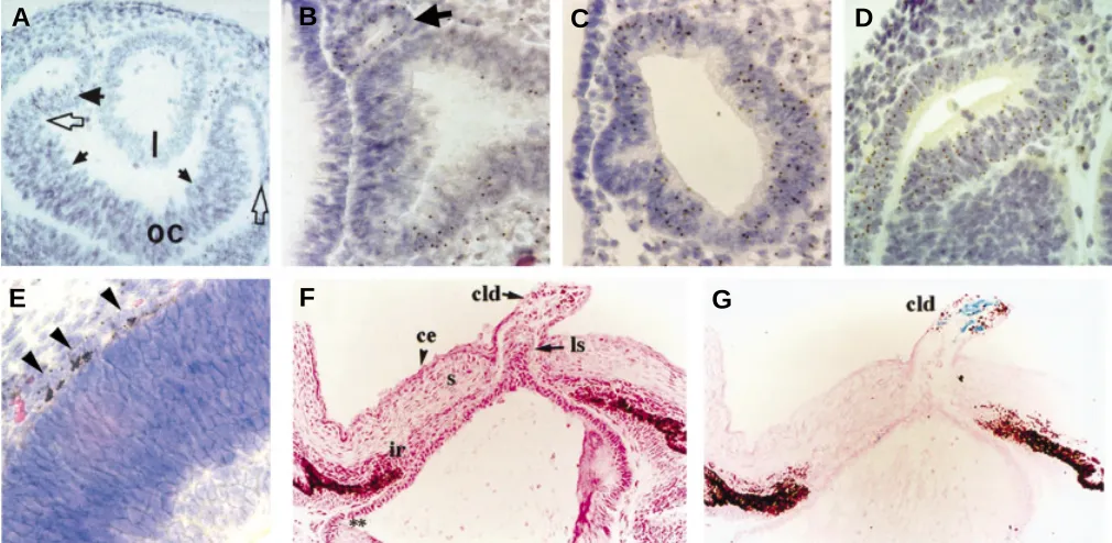 Fig. 6. Distribution and phenotype of mutant cells in chimeric eyes. (A) The lens (l) of an E12.5 Pax6an E9.5 Pax6surface ectoderm