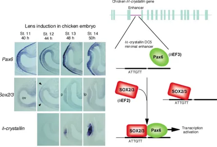 Fig. 2. Regulation of δδδδδ(st. 12). This results in cooperative action of Pax6 and SOX2 at the target sites, and initiates lens development, as indicated by of Pax6 and SOX2, which bind next to each other at their respective sites in the DC5 sequence