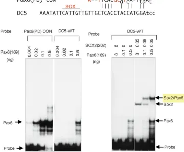 Fig. 3. Cooperative binding of Pax6 and SOX2 to the DC5 sequence (Kamachi, et al., 2001).[Adopted from Kamachi et al