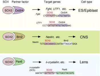 Fig. 7. (Above) Enhancers of the Sox2 gene regulating three different phases of lens development