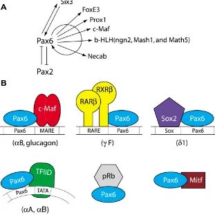 Fig. 5.Pax6 regulates transcription of a variety of DNA-binding transcriptionet al., 2002)