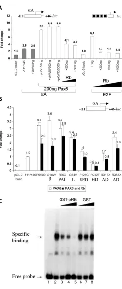 Fig. 6. Transactivation of the mouse αααααβ, βprobe P6CON as described earlier (Duncan et al., 2000)