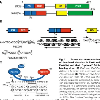 Fig. 1. Schematic representation