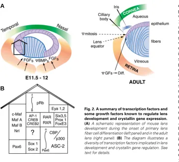 Fig. 2. A summary of transcription factors andleads to the presence of only amacrine interneurons (Marquardtal., 1995; Richardson et al., 1995;is required for further eye developmentsince Pax6 null mice neither form a lensplacode nor an optic cup and Pax6 