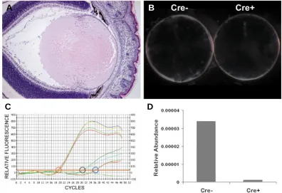 Fig. 10. Staining of Alk3A Crescale bar represents 10 the deeper fiber cells. Nuclei are stained with TOTO-1
