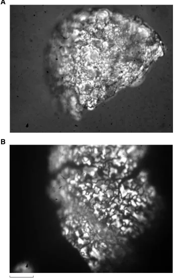 Figure F5. Test walls of Abyssamina quadrata showing differences in preservation. A. Eocene specimen