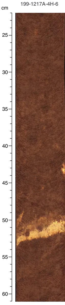 Figure F4. Close-up digital photograph of ash layer within the nannofossil ooze (Unit I; interval 199-1217A-4H-6, 22–61 cm)