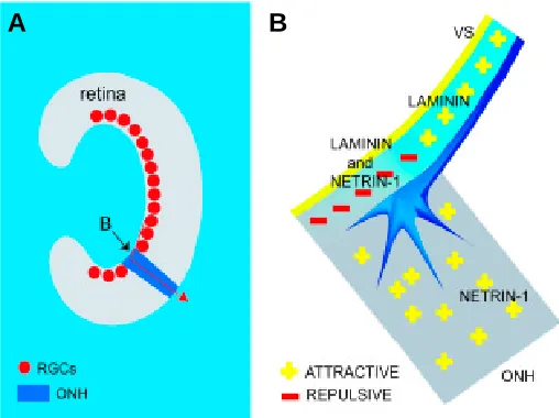 Fig. 1. Netrin-1 helps to guide the growth of axons out of the eye. (A)