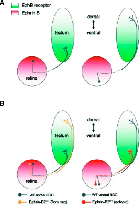 Fig. 3. Topographic mapping along the dorso-ventral axis involvesattractive ephrin/EphB interactions