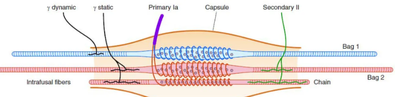 Figure 1.1 Mammalian muscle spindle. The intrafusal fibers include the large nuclear bag 1 and bag 2 fibers together  with  the  smaller  nuclear  chain  fibers