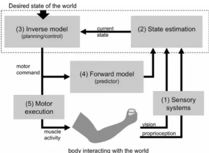 Figure 1.3 Vision and proprioception provide information to estimate the position of the hand and cup location