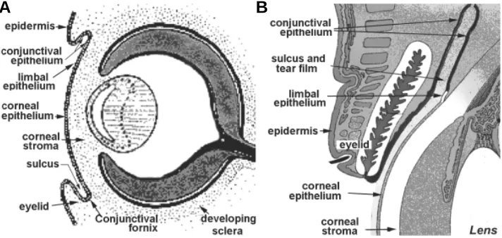 Fig. 1. Schematic description of the ocular surface epithelial zone. (A)The ocular surface at fetalweek seven