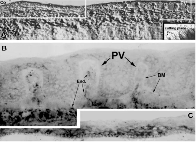 Fig. 2. Connexin43 expression in the human limbo-