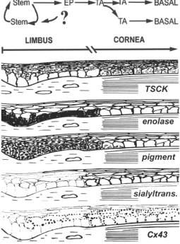 Fig. 3. Summary of some of the functional and expression features