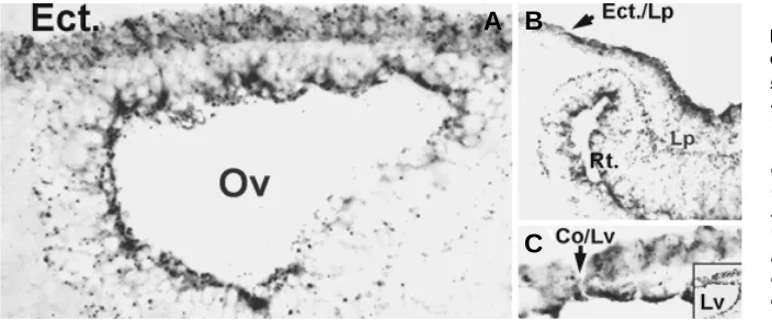 Fig. 5. Cx43 immunostaining in the head ecto-