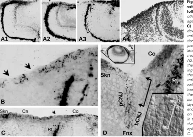 Fig. 6. Cx43 immunostaining of the de-