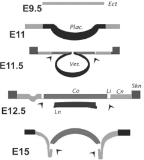 Fig. 7.  to a (putative) fixed location throughout develoin addition to the skin (Skn) and lens (Ln) are indicated