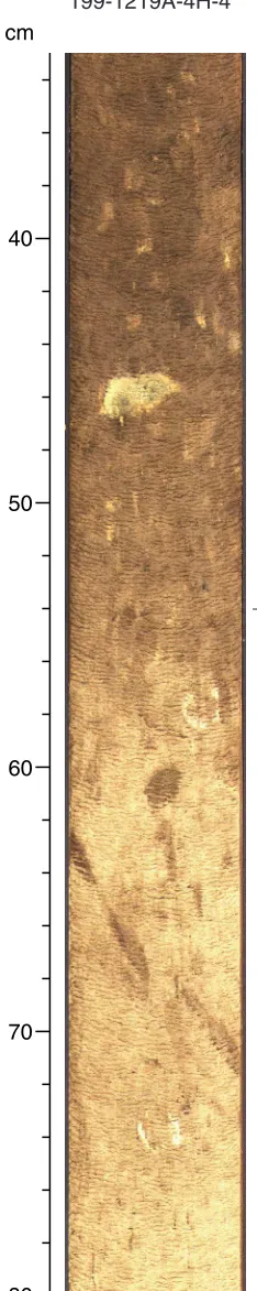 Figure F4. Close-up digital photograph of the Unit I–II transition (interval 199-1219A-4H-4, 34–80 cm).