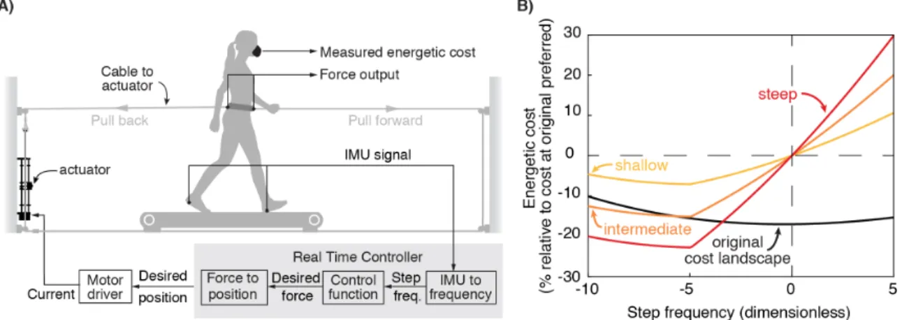 Figure 3.2: Mechatronic system and cost landscapes used in the experiment  A) Participants walked in a mechatronic system that applied controlled fore-aft forces as a function  of their walking step frequency
