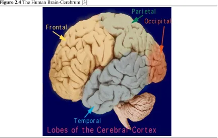 Figure 2.4 The Human Brain-Cerebrum [3]