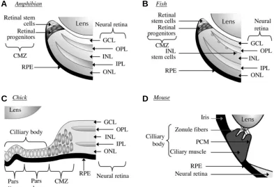 Fig. 2. Localisation of retinal stem