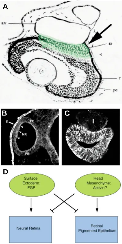 Fig. 2. Development of the RPE. (A)Transplantation of optic vesicle to