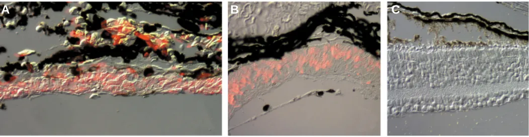Fig. 6. Shh and the CMZ in birds and mammals. (A) Section through the retinal margin of a two-week old mouse that has a mutation in one allele ofthe Shh receptor ptc