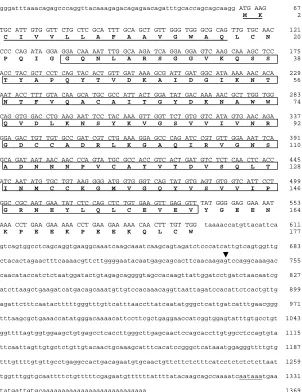 Fig. 1. Nucleotide and deduced amino acid sequence of X-epilectin cDNA. Thethe polyA addition site