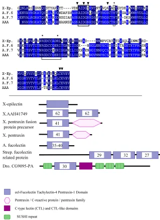 Fig. 2. Sequence comparison of X-epilectin with vertebrate lectins of similar sequence