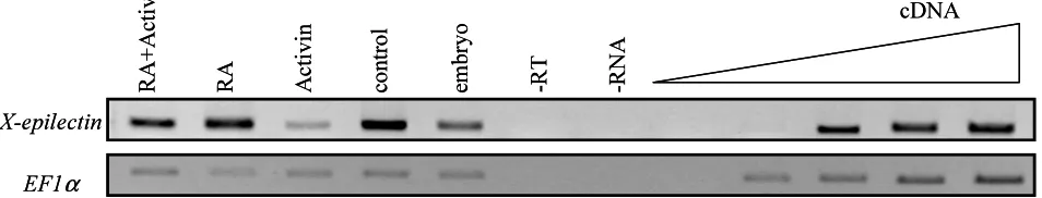 Fig. 5. Spatial expression of the X-epilectin gene in the adult frog. RT-PCR analysis showing the expression pattern of X-epilectin transcripts indifferent Xenopus laevis adult tissues