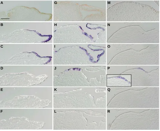 Fig. 4 (Left). Expression of sucrase, cIFABP, CdxA, cSP, ECPg and cSox2 in the recombinants of presumptive intestinal endoderm associatedwith heterologous gut mesenchymes.of the corresponding section