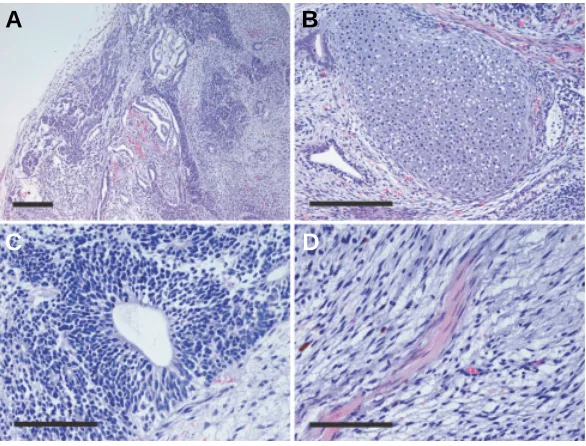 Fig. 7. Teratoma formation by vitrified CMK6 ES cells. The gross appearance produced from vitrified CMK6 ES cells