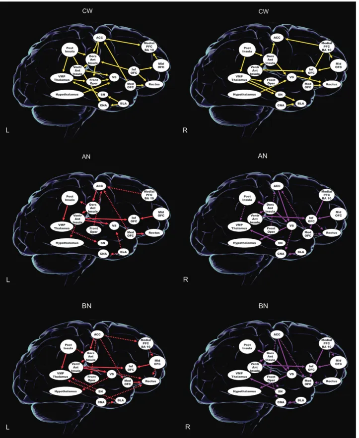 Figure 2. Effective connectivity. ACC, anterior cingulate cortex; AN, anorexia nervosa; BLA, basolateral amygdala; BN, bulimia nervosa; CNA, central nucleus of the amygdala; CW, Controls; Dors Ant Insula, dorsal anterior insula; Front Oper, frontal opercul
