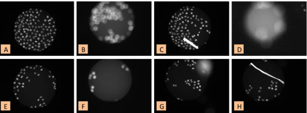 Figure 2.1: Examples of normal and defect images in the database acquired with a state of the art high-content screening microscope (Reymann et al., 2009)