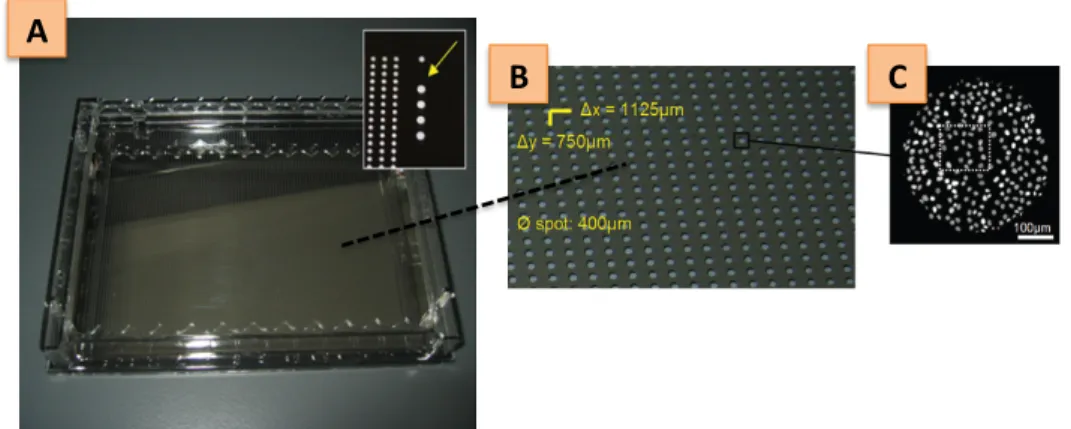 Figure  1.  9216-microwell  cell  array  for  high- high-content screening microscopy