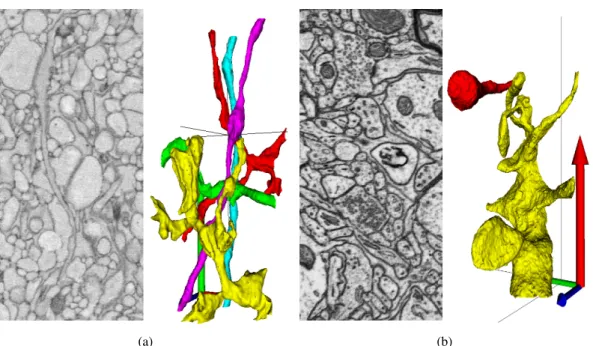 Figure 2.1: Raw data and ground truth. (a) Serial blockface electron microscopy (SBEM) image slice and 3D rendering of some neural processes from the image stack