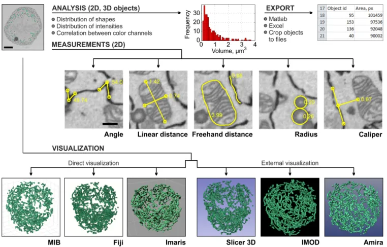 Fig 4. Quantification and visualization of results are the final steps of the imaging workflow