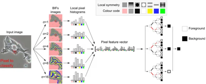 Figure 1. PCM pixel classification based on local histograms of BIFs. The seven BIFs and their respective colour codes are flat (i.e