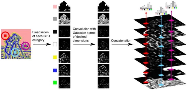 Figure 2. Construction of local soft-edged BIFs histograms. Cameraman image qMIT.