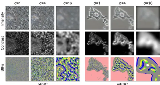Figure 4. Data-sets used for segmentation performance evaluation: mESCs and hESCs PCM images